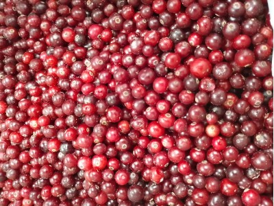 Клюква в снегу