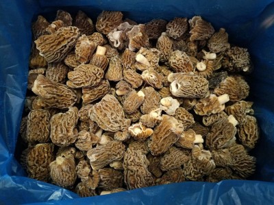 Тальятелле со сморчками в сливочном соусе